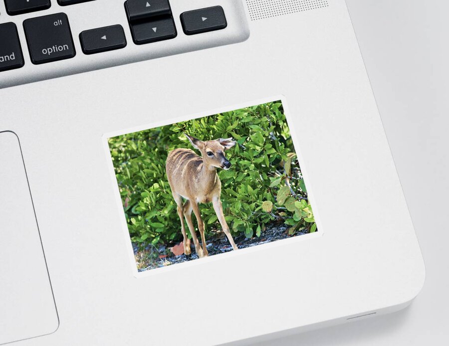 Deer Sticker featuring the photograph Key Deer Cuteness by Deborah Benoit
