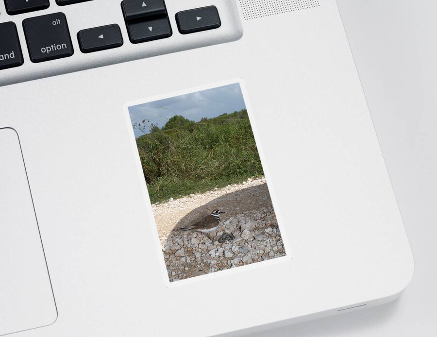 Animal Sticker featuring the photograph Killdeer Defending Nest by Gregory G. Dimijian