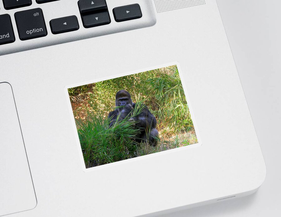 Gorilla Sticker featuring the photograph King Of The Mountain by Kathy Baccari