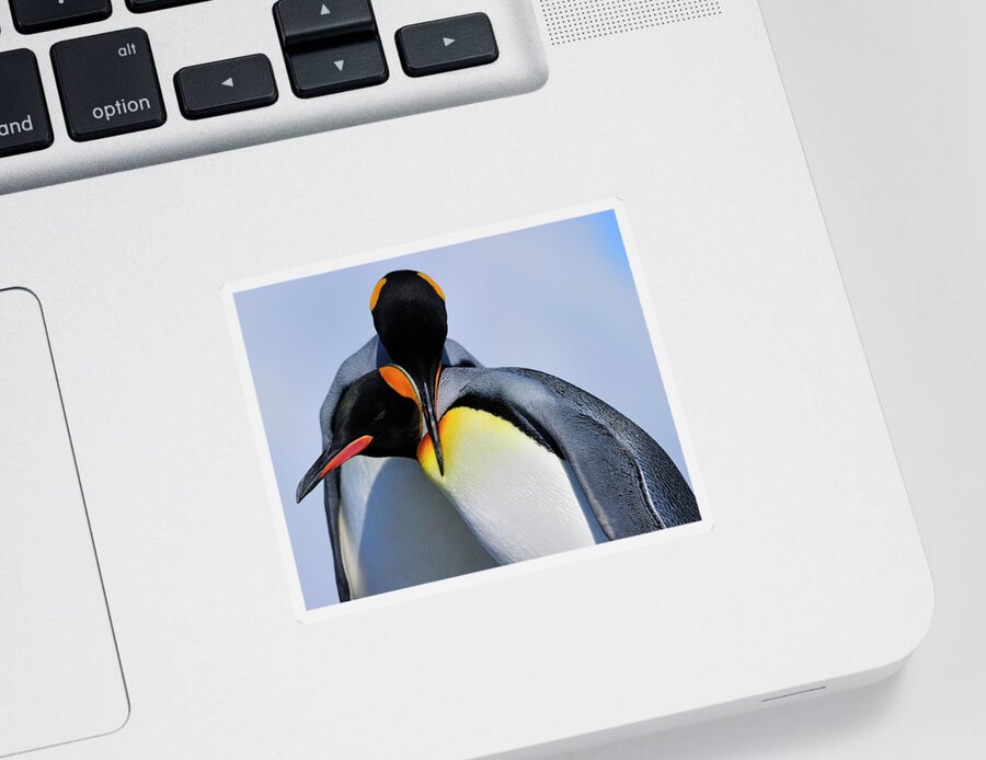 King Penguin Sticker featuring the photograph King Penguins Bonding by Tony Beck