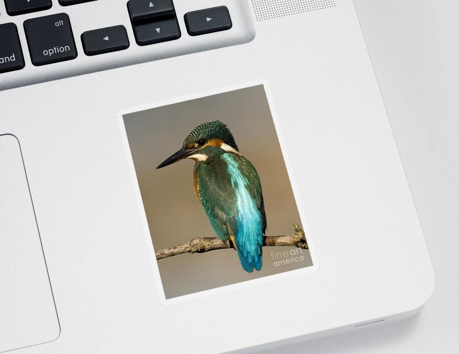 Kingfisher Sticker featuring the photograph Kingfisher3 by Tony Mills