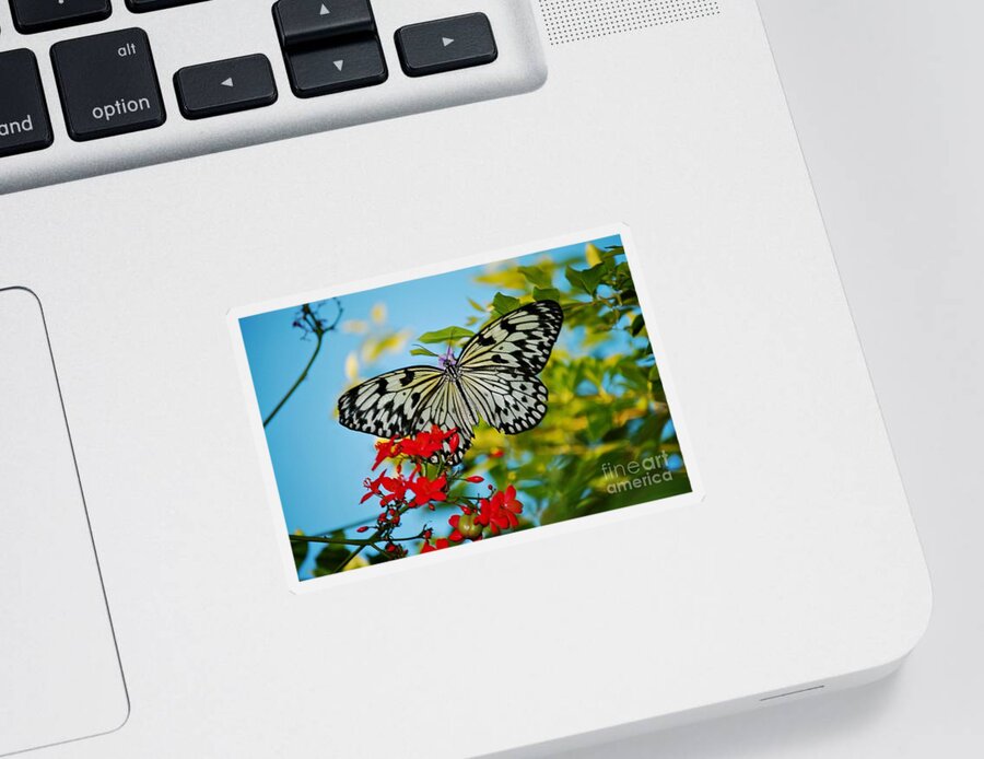 Nature Photography Sticker featuring the photograph Kite Butterfly by Peggy Franz