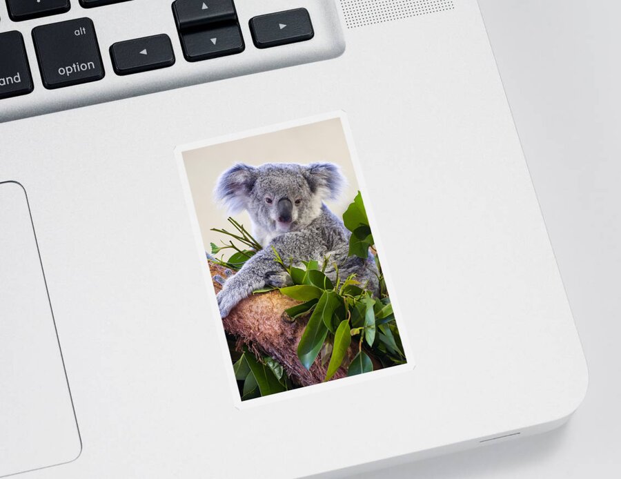 Koala Sticker featuring the photograph Koala on top of a tree by Flees Photos