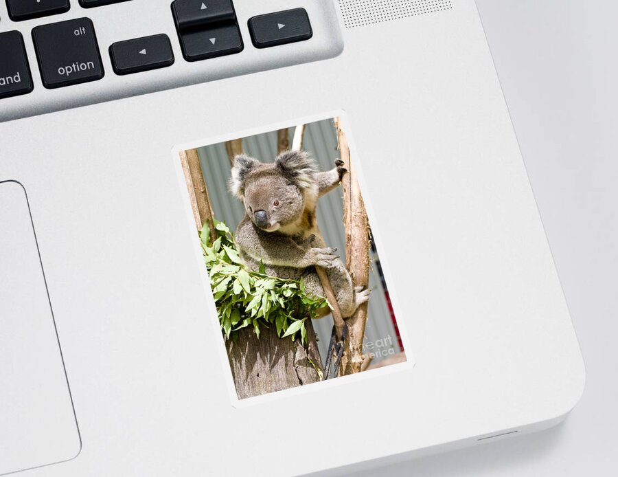 Koala Sticker featuring the photograph Koala by Steven Ralser