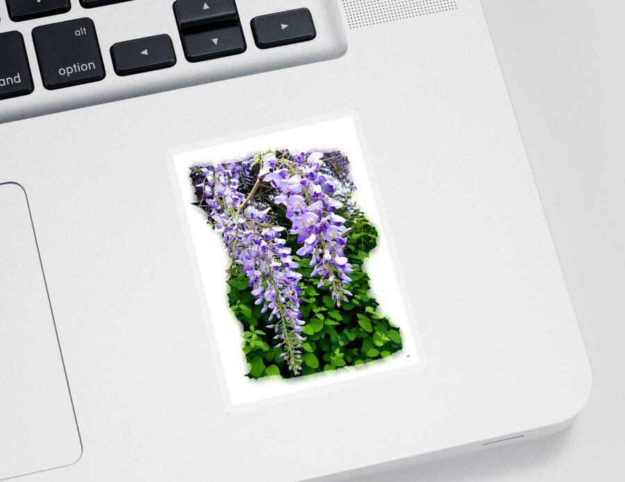 Lake Country Wisteria Sticker featuring the photograph Lake Country Wisteria by Will Borden