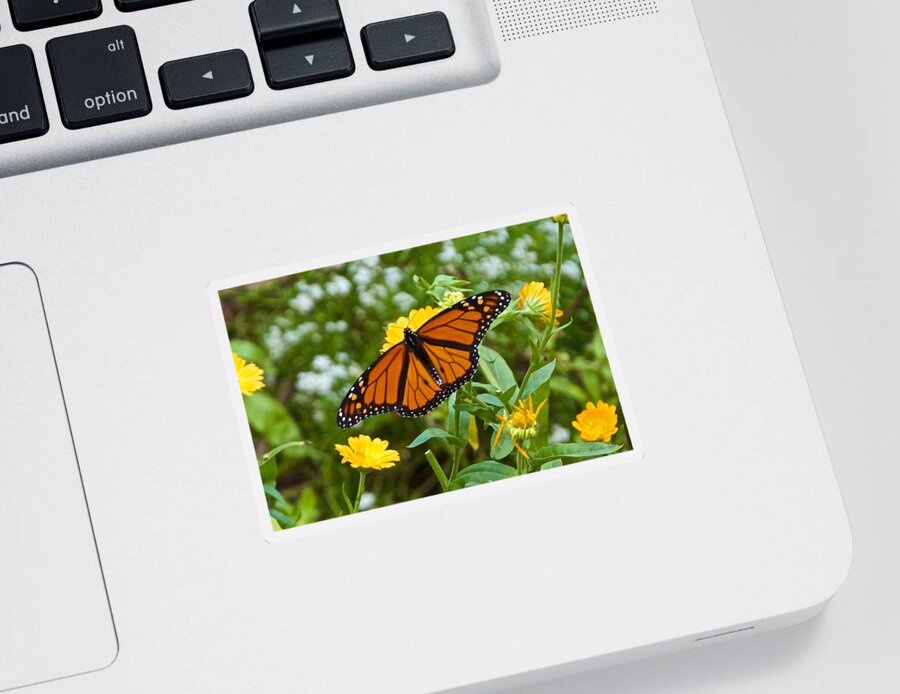 Bugs Sticker featuring the photograph Landing on the Calendula by Kristin Hatt