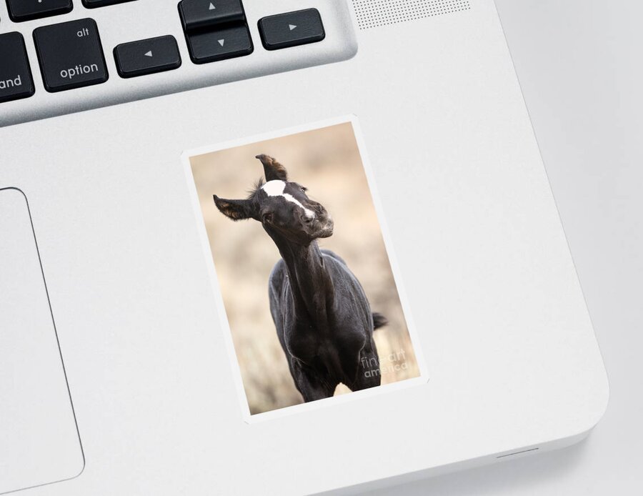 Mustang Sticker featuring the photograph Lansa - a wild mustang colt by Deby Dixon