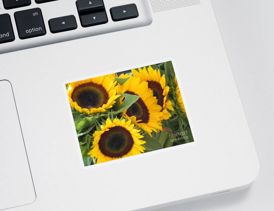 Photography Sticker featuring the photograph Large Sunflowers by Chrisann Ellis