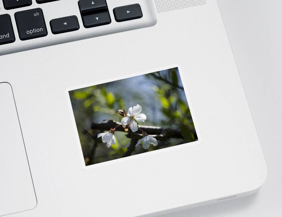 Green Sticker featuring the photograph Late Spring Blossom by Spikey Mouse Photography