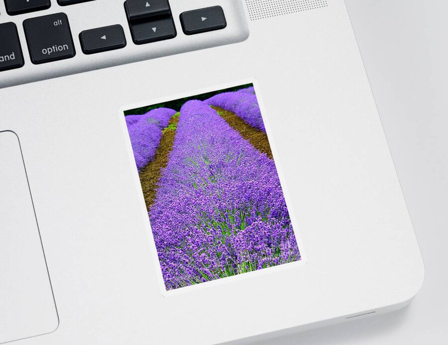 Lavender Rows Sticker featuring the photograph Lavender Rows by Susan Garren
