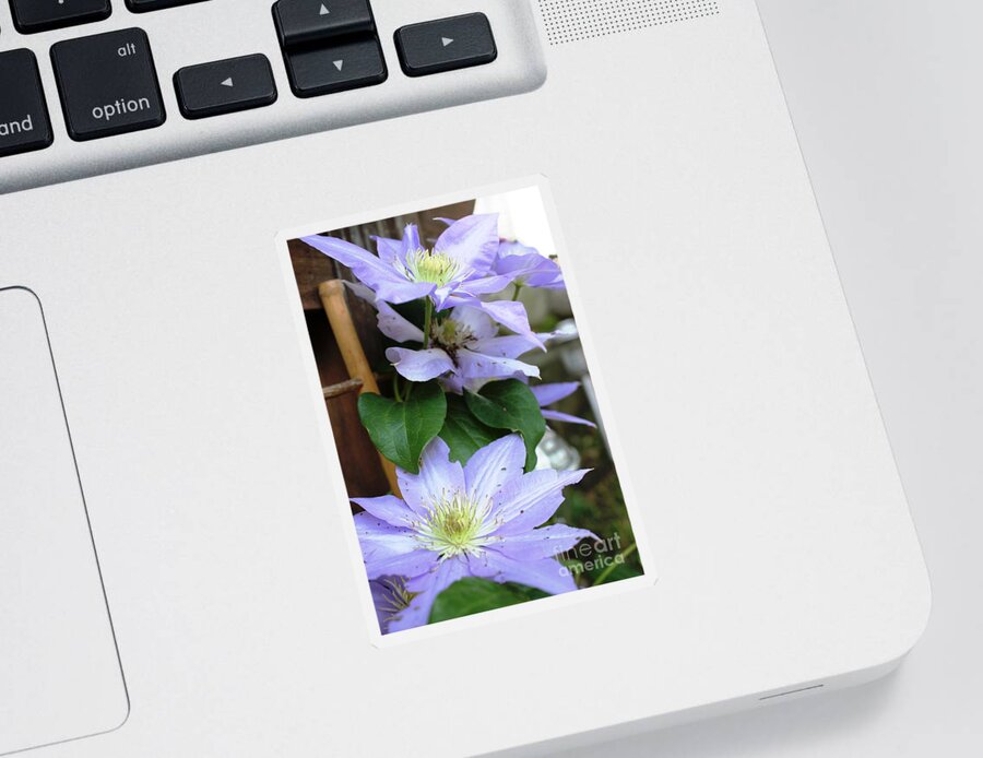 Flowers Sticker featuring the photograph Lavender Star by Judy Palkimas