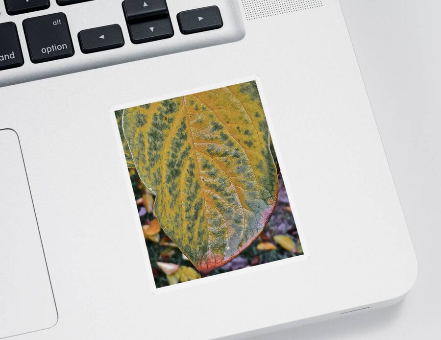 Leaves Sticker featuring the photograph Leaf After Rain by Bill Owen