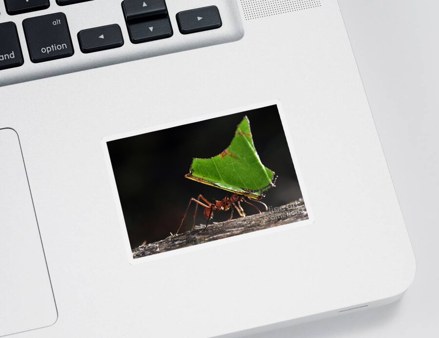 Leafcutter Ant Sticker featuring the photograph Leafcutter Ant by Francesco Tomasinelli