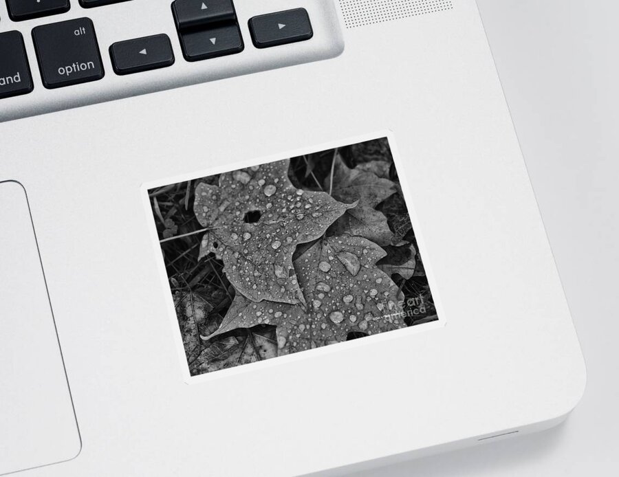 Leaves Sticker featuring the photograph Leaves of Autumn by Deborah Benoit
