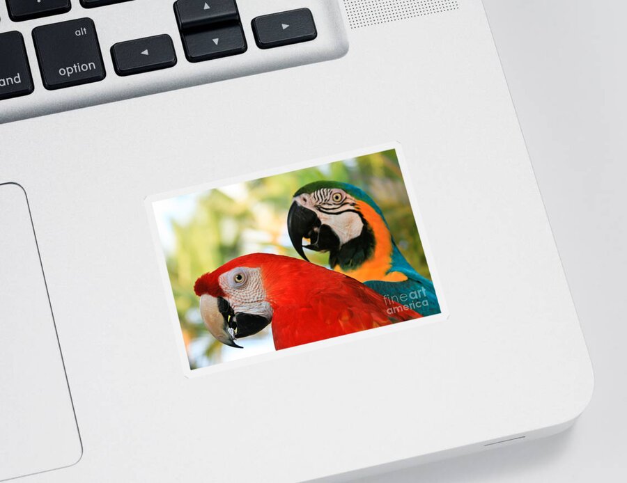 Macaw Sticker featuring the photograph Lele by Sharon Mau