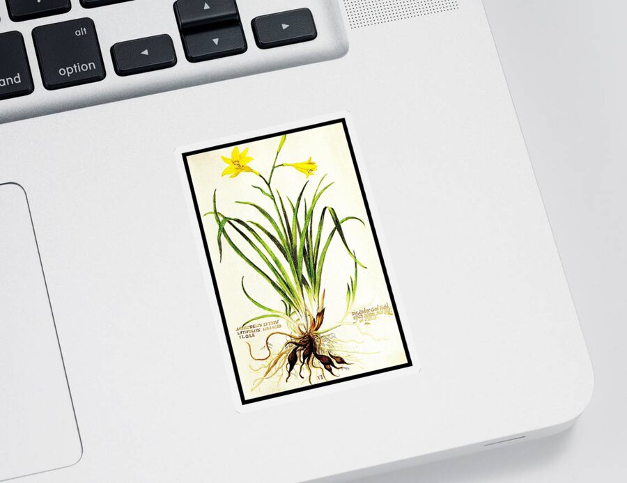Daylily Sticker featuring the drawing Lemon Daylily Botanical by Rose Santuci-Sofranko