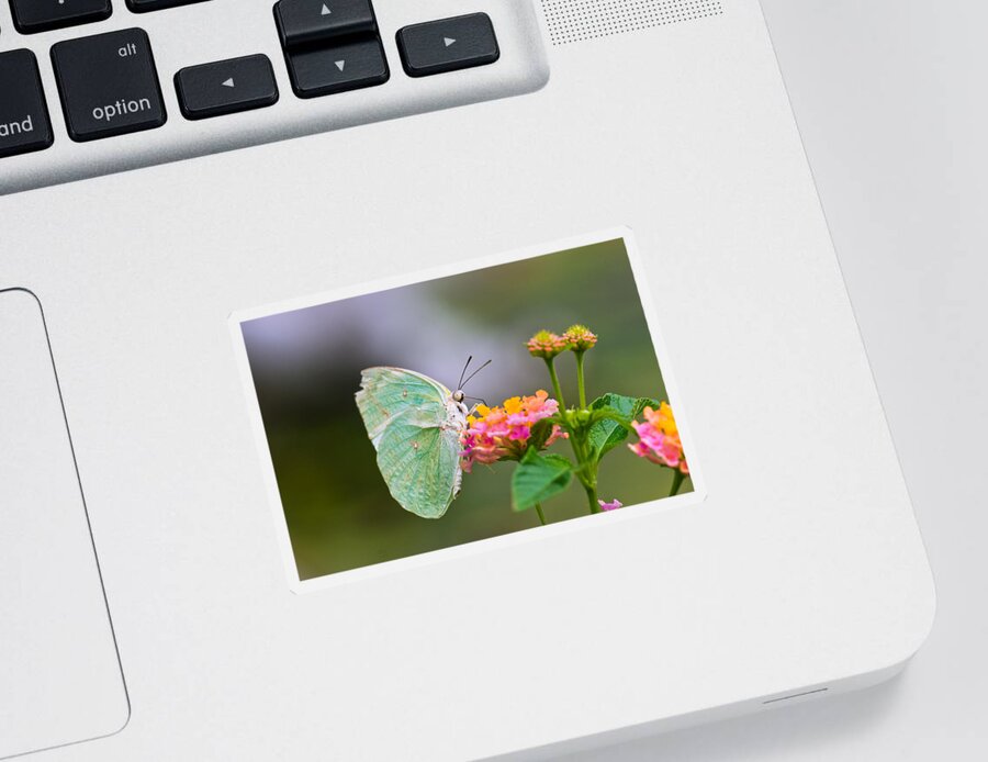 Lemon Emigrant Butterfly Sticker featuring the photograph Lemon Emigrant Butterfly by Scott Carruthers
