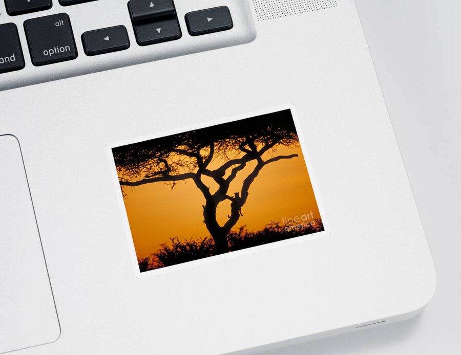 Mammal Sticker featuring the photograph Leopard At Dawn by Gregory G. Dimijian