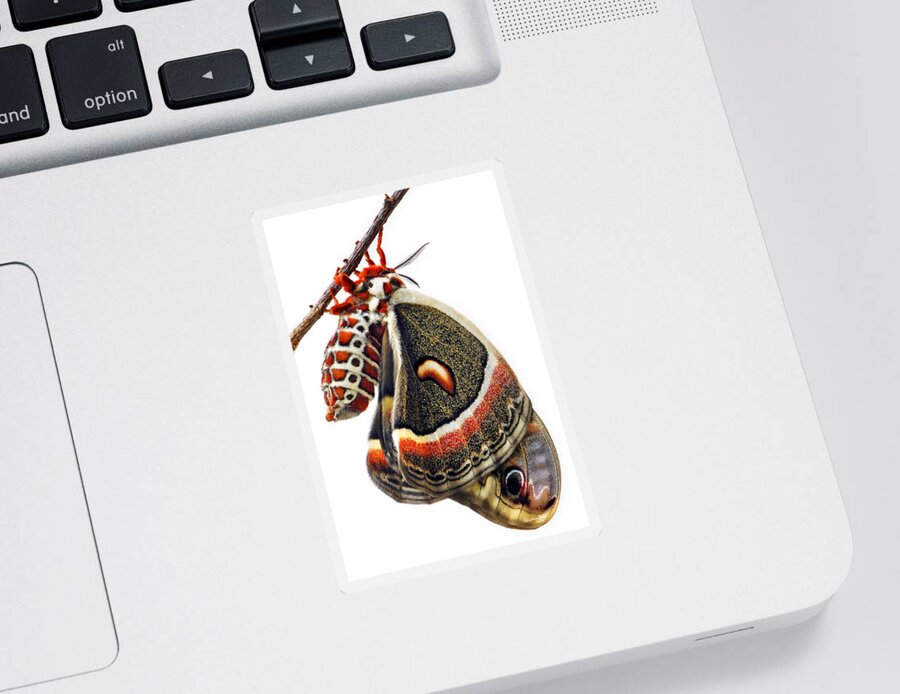 Cecropia Moth Sticker featuring the photograph Cecropia Moth Emerged by Christina Rollo