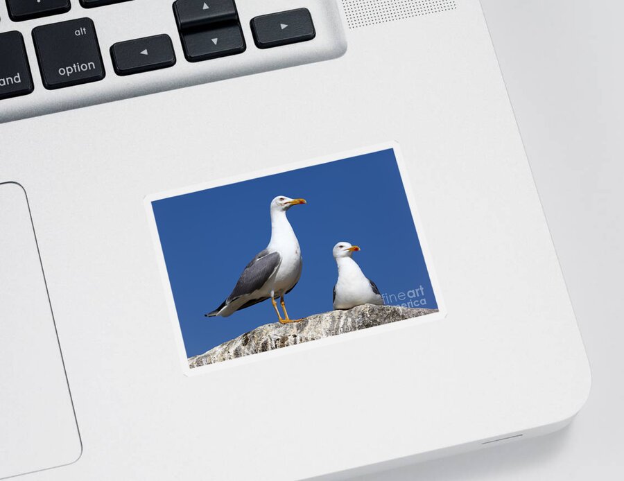 Seagull Sticker featuring the photograph Lesser Black-backed Gulls by James Brunker