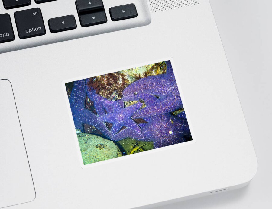Hidden Sticker featuring the photograph Life Among The Stars by Roxy Hurtubise