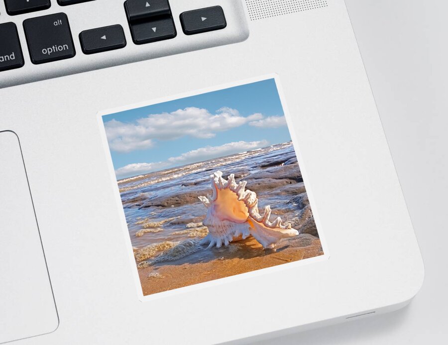 Beach Sticker featuring the photograph Life's a Beach - Murex Ramosus Seashell - Square by Gill Billington