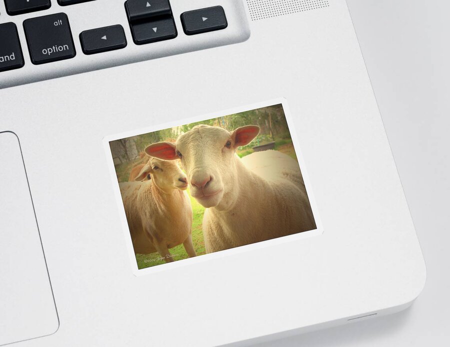 Lamb Sticker featuring the photograph Light And Peace by Joyce Dickens