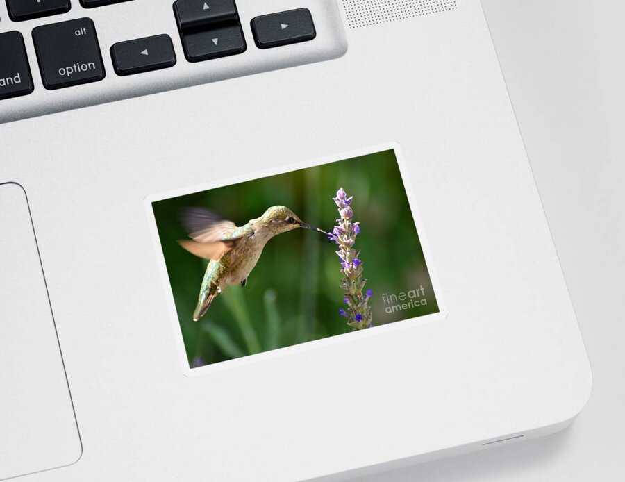 Pollination Sticker featuring the photograph Light Filters Behind the Hummer by Debby Pueschel