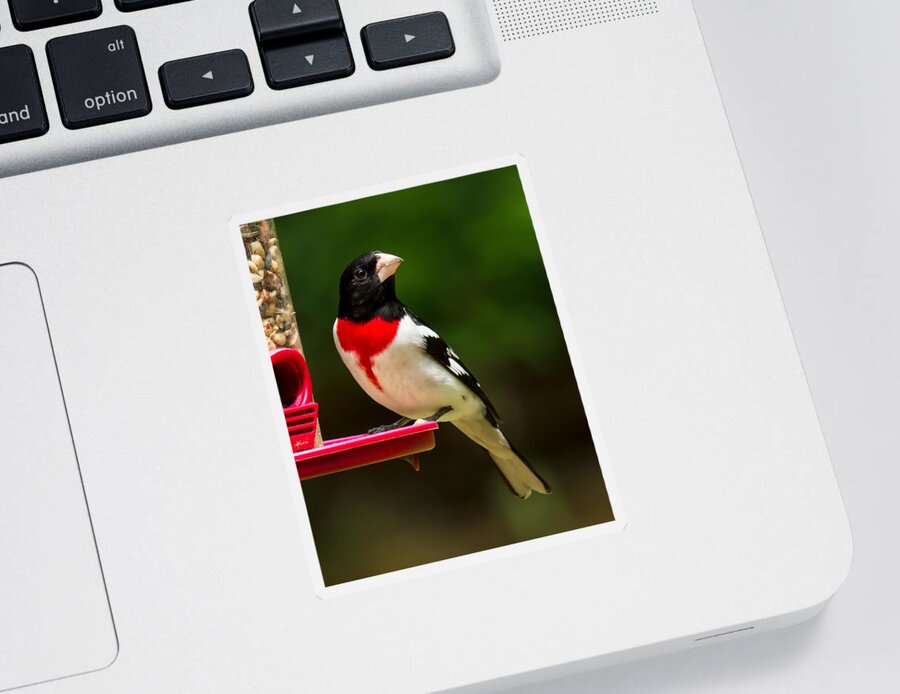 Rose Breasted Grosbeak Sticker featuring the photograph Like my new suit? by Robert L Jackson