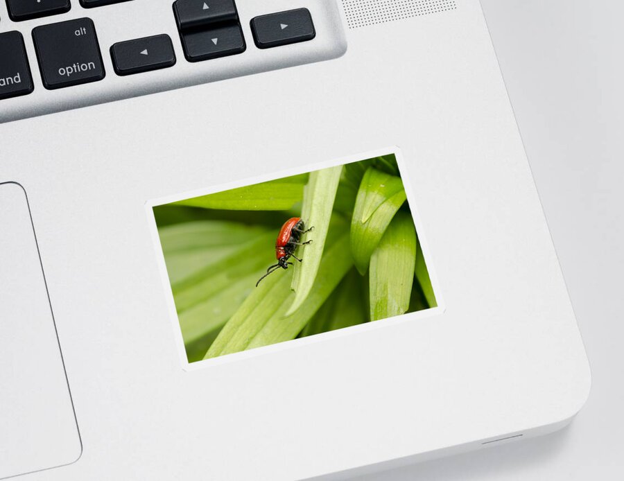 Lily Beetle Sticker featuring the photograph Lily Beetle by Spikey Mouse Photography
