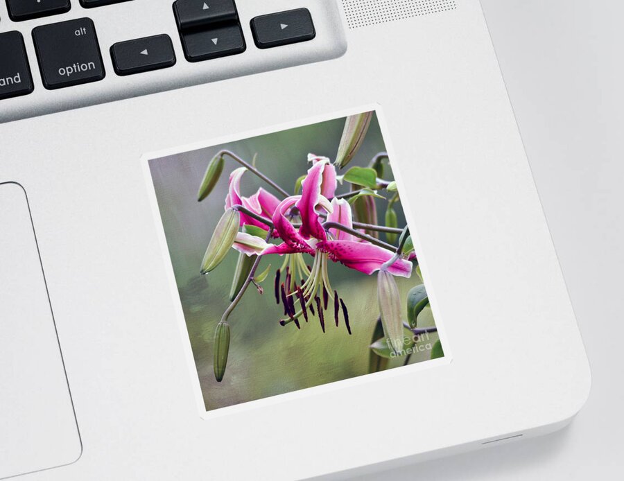 Flower Sticker featuring the photograph Lily in the Pink by Kerri Farley
