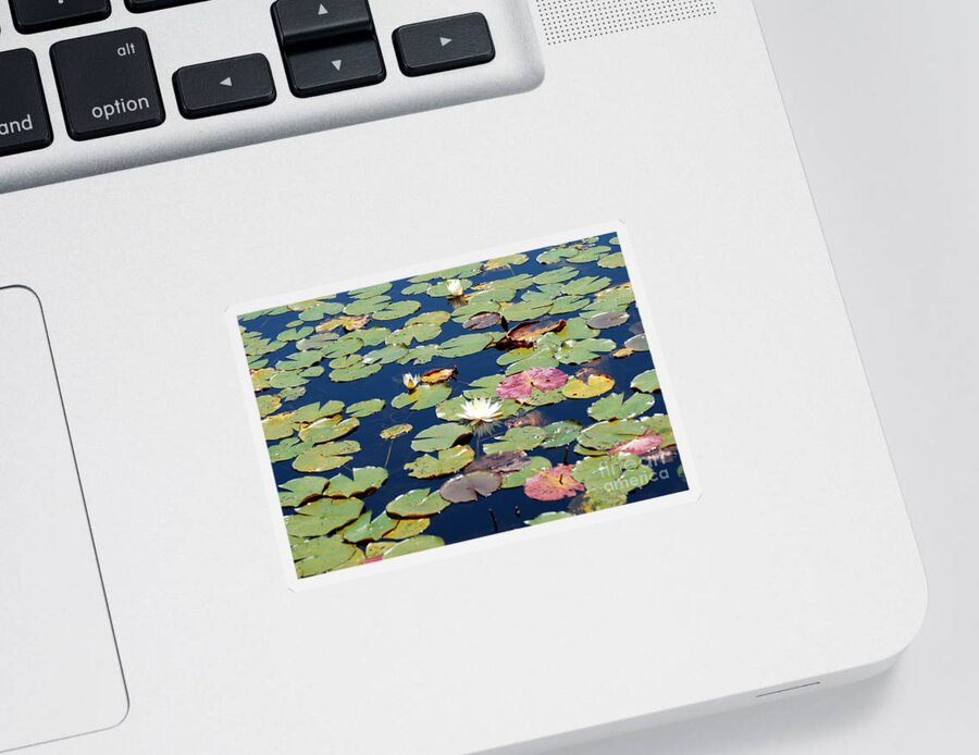 Lily Pads Sticker featuring the photograph Lily pads by Optical Playground By MP Ray