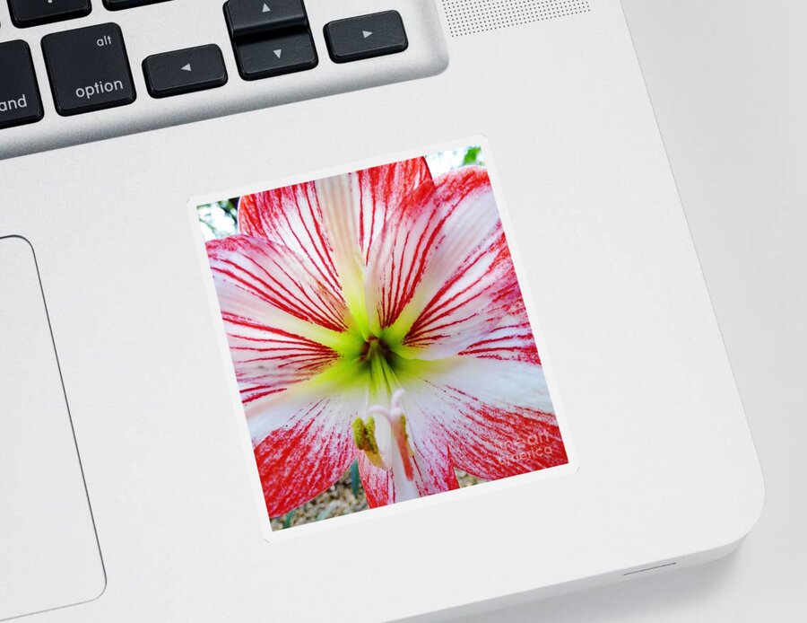 Bestseller Sticker featuring the photograph Lily Wow by D Hackett