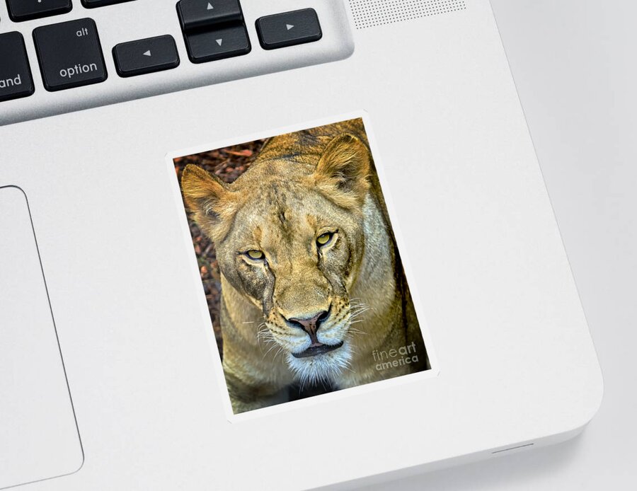 Lion Sticker featuring the photograph Lion Closeup by David Millenheft