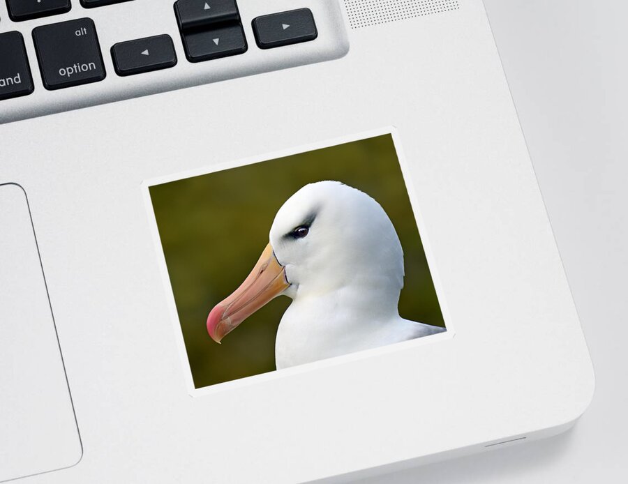 Black-browed Albatross Sticker featuring the photograph Lipstick and Mascara by Tony Beck