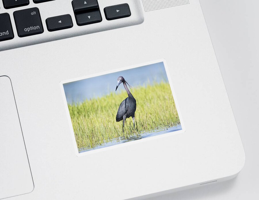 Little Sticker featuring the photograph Little Blue Heron in the Marsh by Bob Decker
