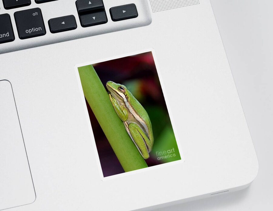 Amphibian Sticker featuring the photograph Little Green Tree Frog by Kathy Baccari