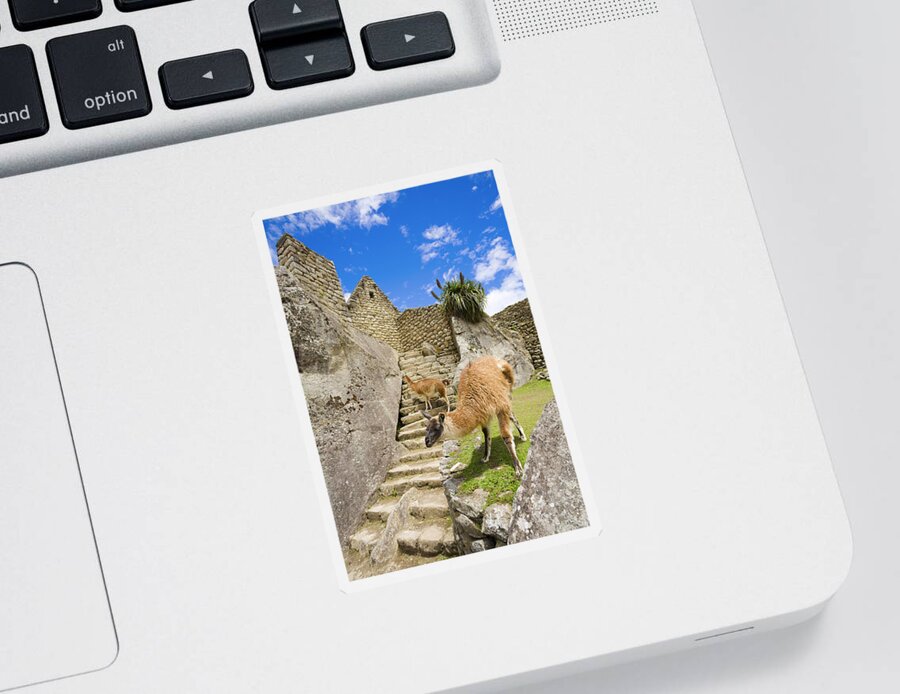 Machu Picchu Sticker featuring the photograph Llamas at Machu Picchu by Alexey Stiop