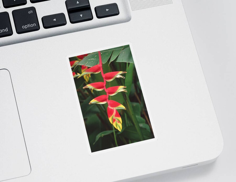 Colorful Sticker featuring the photograph Lobster Claw by C.r. Sharp