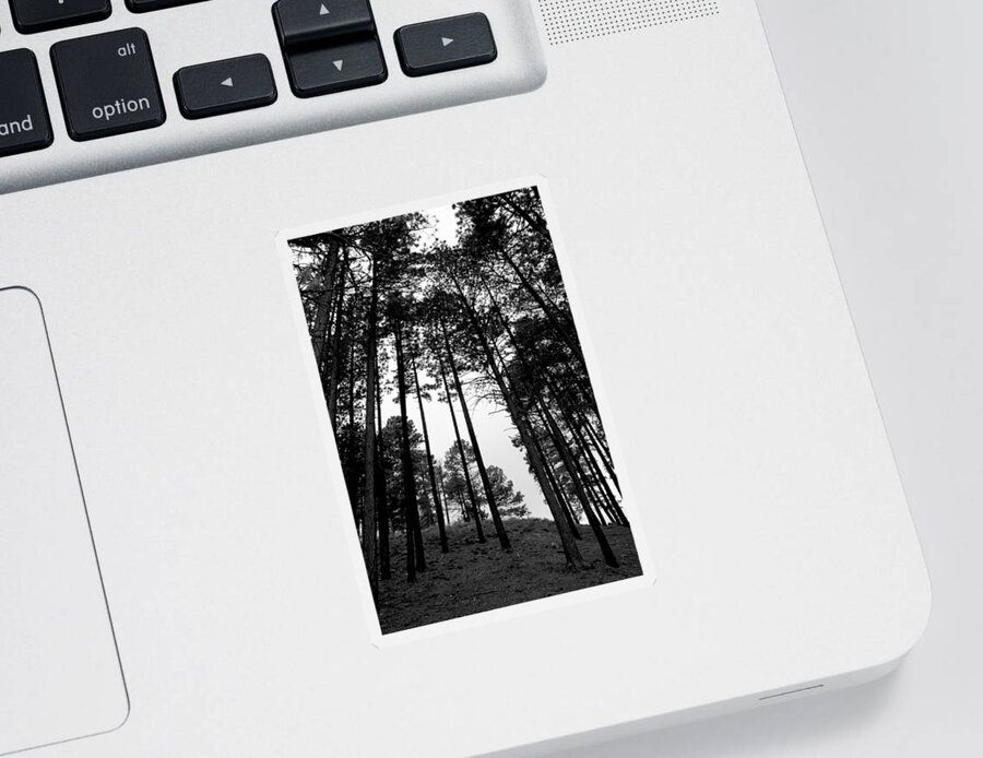 Tree Sticker featuring the photograph Lodgepole Pines by Joe Kozlowski
