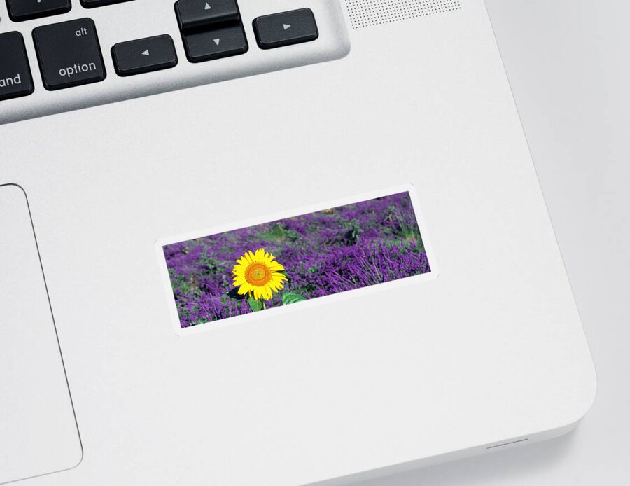 Panoramic Sticker featuring the photograph Lone Sunflower In Lavender Field France by Panoramic Images