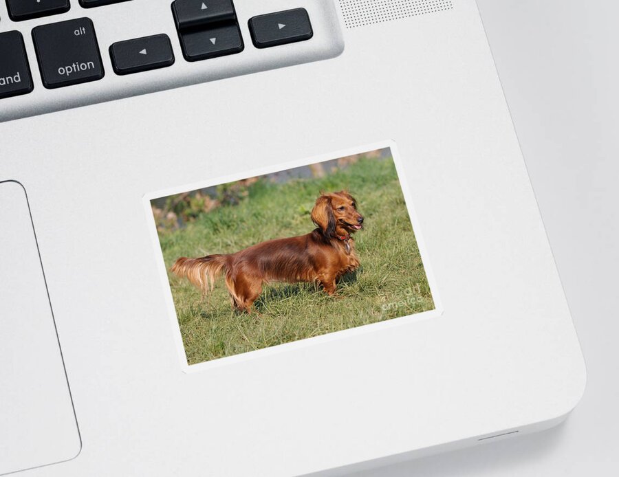 Long-haired Dachshund Sticker featuring the photograph Long-haired Dachshund by Brinkmann/Okapia