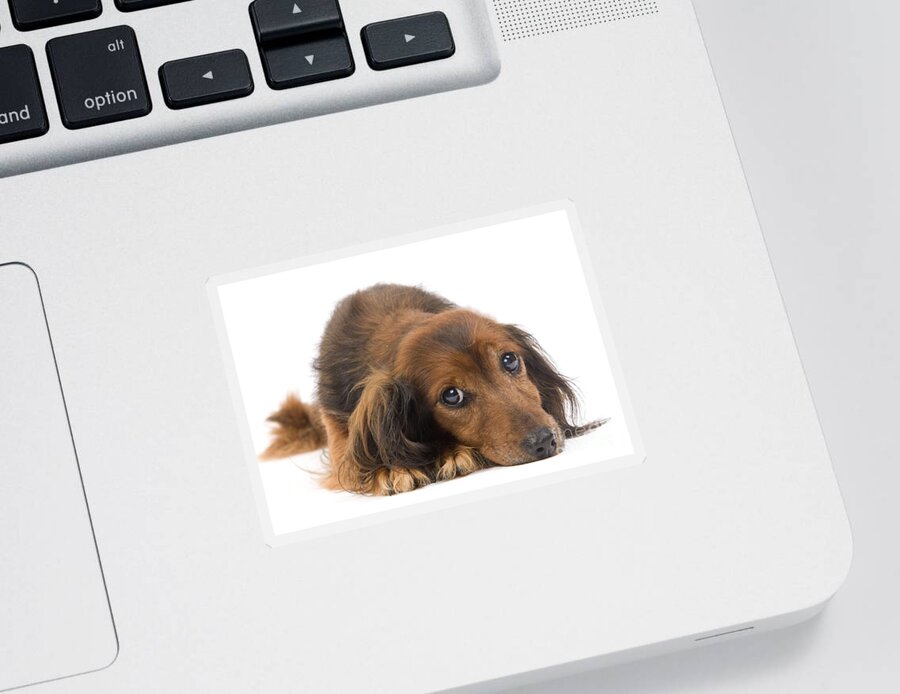 Dachshund Sticker featuring the photograph Long-haired Dachshund by Jean-Michel Labat
