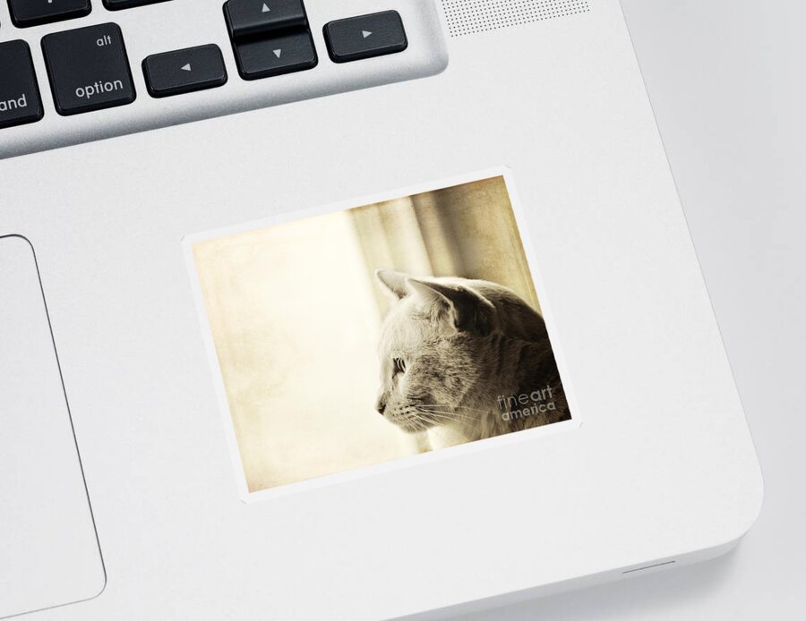 Cat Sticker featuring the photograph Longing by Pam Holdsworth