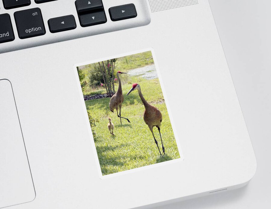 Sandhill Crane Sticker featuring the photograph Looking for a Handout by Carol Groenen
