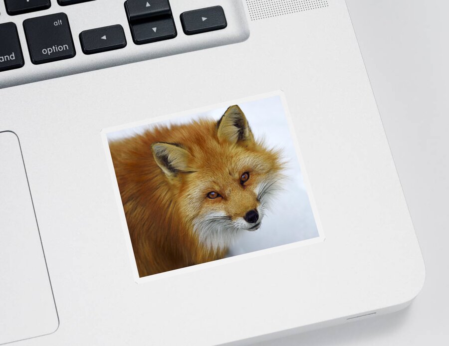 Red Fox Sticker featuring the photograph Looking Up by Tony Beck