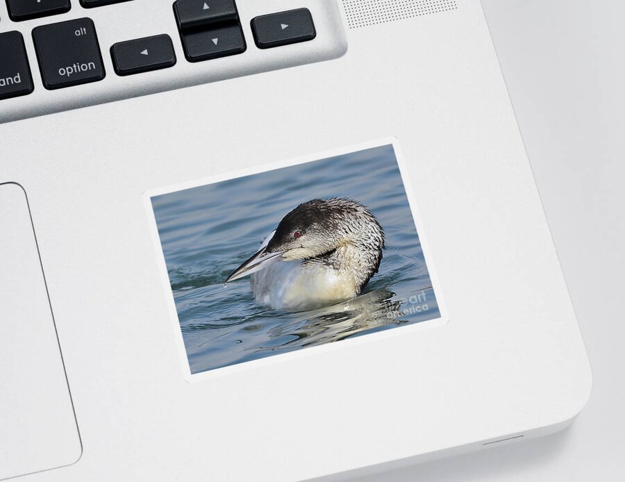 Bird Sticker featuring the photograph Loon by Kathy Baccari