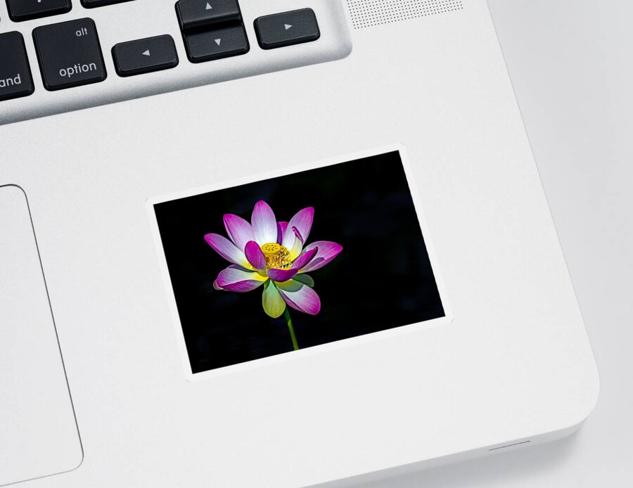 Lotus Sticker featuring the photograph Lotus Blossom by Jerry Gammon