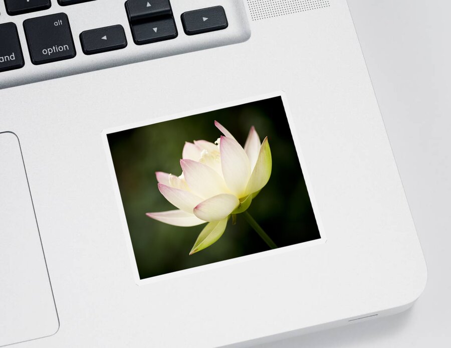 Lotus Sticker featuring the photograph Lotus Glow by Priya Ghose