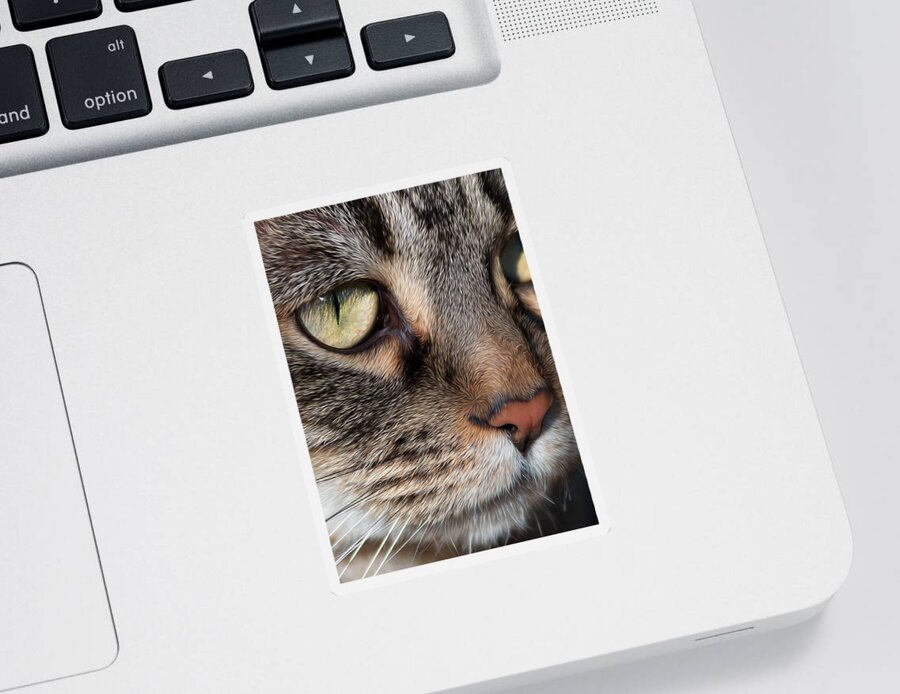 Cat Photographs Sticker featuring the photograph Lovely Mama Cat by Kathleen Bishop